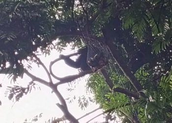 seekor siamang jantan bernama Mazda alami trauma akibat tersengat listrik. (ist)