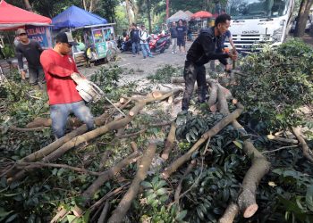 pohon tumbang bandung