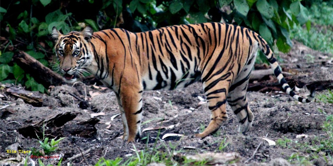 Global Tiger Day