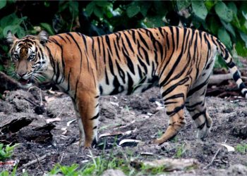 Global Tiger Day