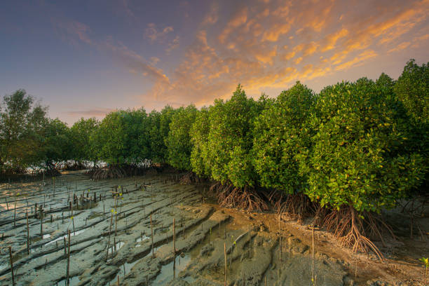 Mangrove: Benteng Pesisir dan Penyangga Iklim Indonesia