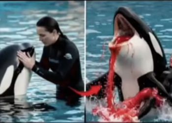 jessica orca