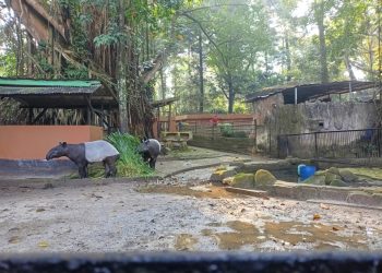 Bayi Orang Utan Tama
