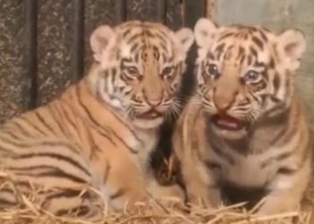 Dua anak harimau benggala lahir di Bandung Zoo. Kabar gembira ini jadi tantangan baru konservasi satwa langka di tengah sorotan publik. (Ist)
