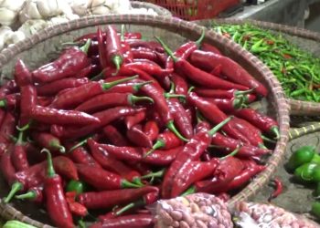 Harga Cabai