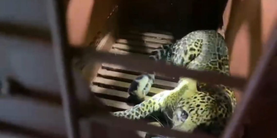 macan tutul