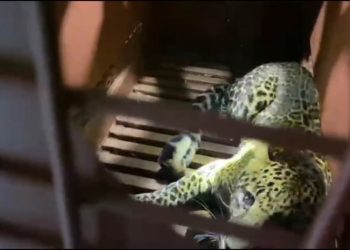macan tutul