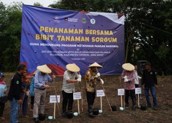 Penanaman Bersama Sorgum