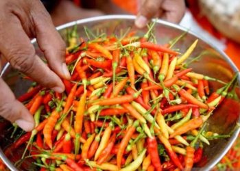 harga pangan