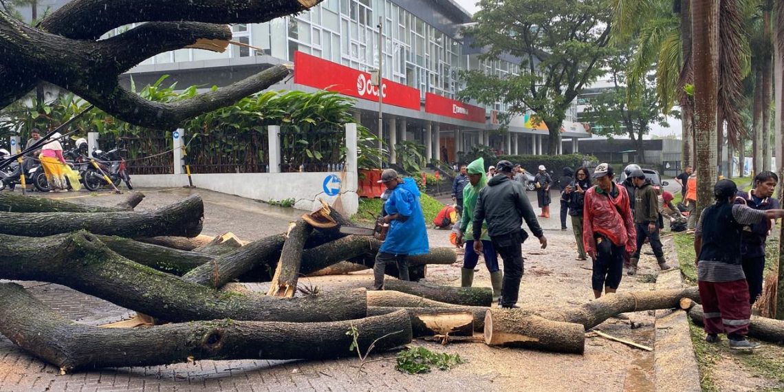 Hujan deras dan angin kencang menyebabkan pohon trembesi tumbang di Kota Baru Parahyangan, Bandung Barat, menimpa 3 mobil. (Uby/pasjabar)