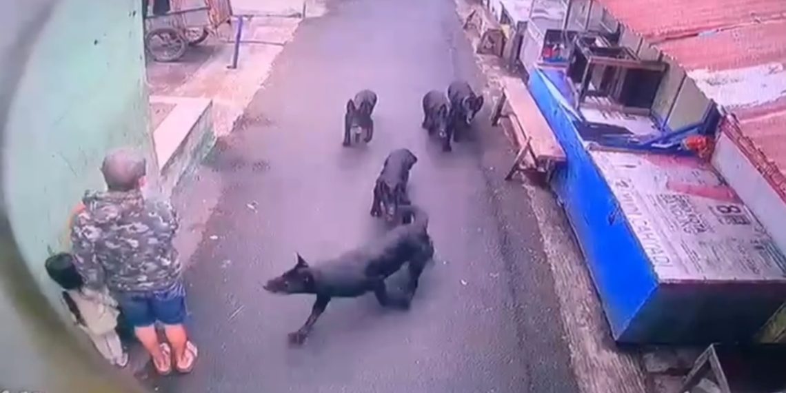 Anak digigit anjing di Cibuntu Bandung. (Uby/pasjabar)