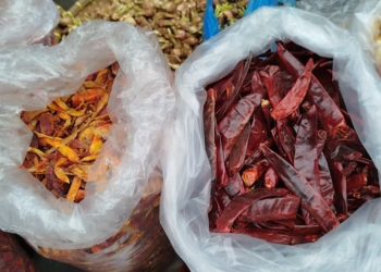 cabai rawit