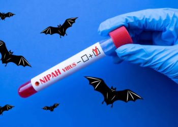 penularan virus nipah