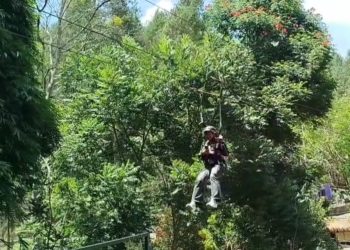 Flying Fox Dago