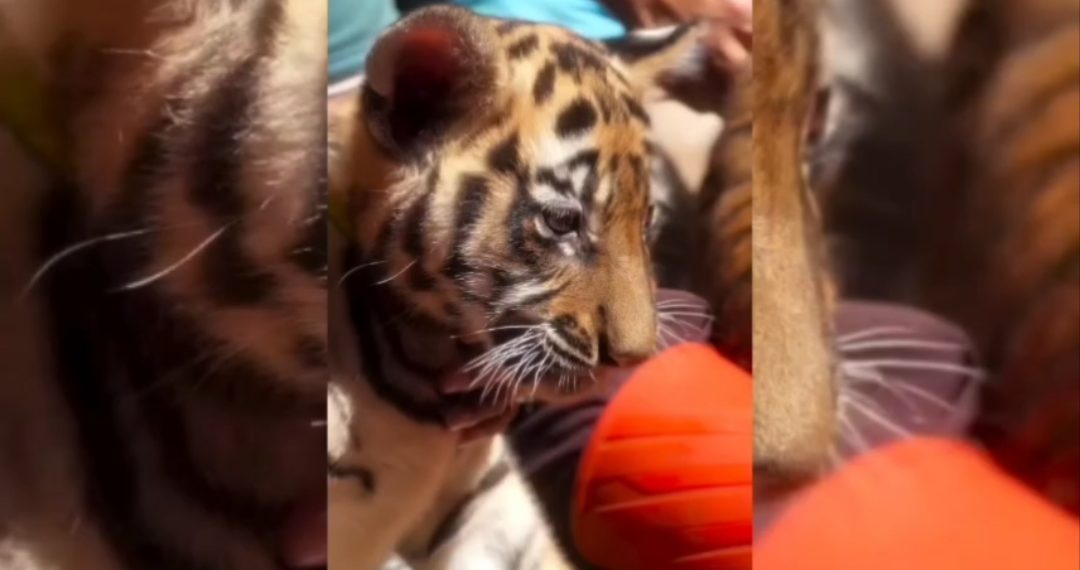 harimau benggala
