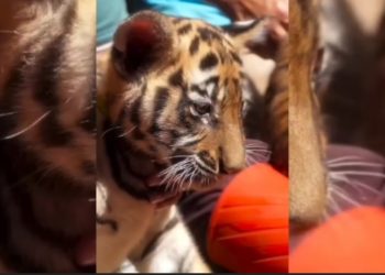 harimau benggala
